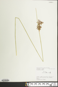 Juncus roemerianus image