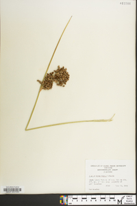 Juncus roemerianus image