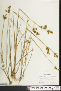 Juncus scirpoides image