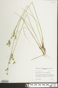 Juncus scirpoides image