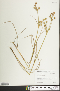 Juncus scirpoides image