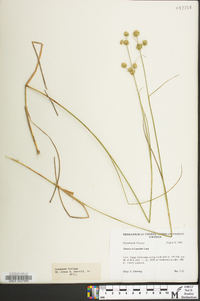 Juncus scirpoides image