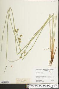 Juncus scirpoides image