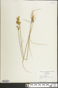 Juncus scirpoides image