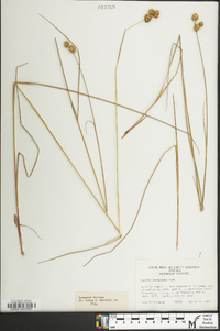 Juncus scirpoides image