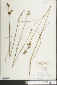 Juncus scirpoides image