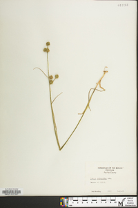 Juncus scirpoides image