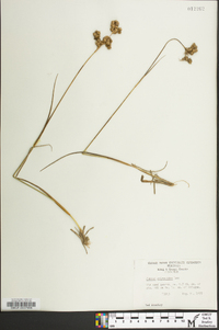 Juncus scirpoides image