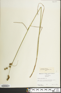 Juncus scirpoides image