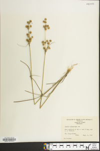 Juncus scirpoides image