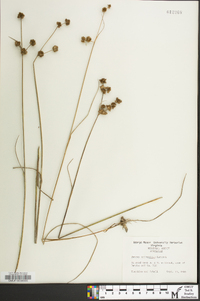 Juncus scirpoides image