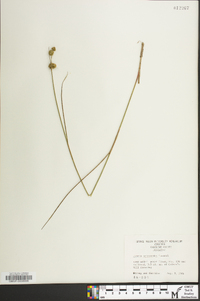 Juncus scirpoides image