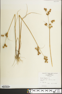 Juncus scirpoides image