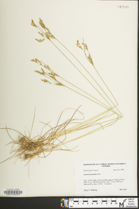 Juncus secundus image