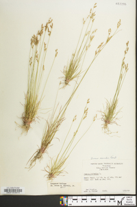 Juncus secundus image