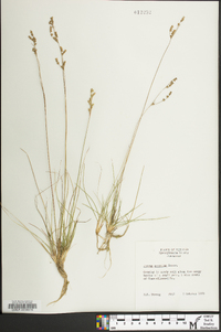 Juncus secundus image