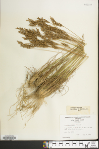 Juncus secundus image