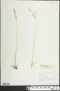 Juncus secundus image