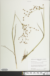 Juncus subcaudatus image