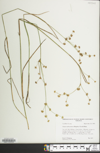 Juncus subcaudatus image