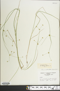 Juncus subcaudatus image