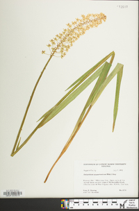 Amianthium muscitoxicum image