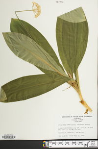 Clintonia umbellulata image