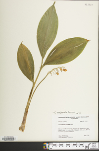 Convallaria majuscula image