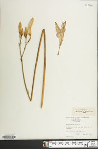 Hemerocallis fulva image