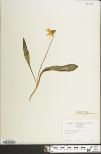 Erythronium albidum image