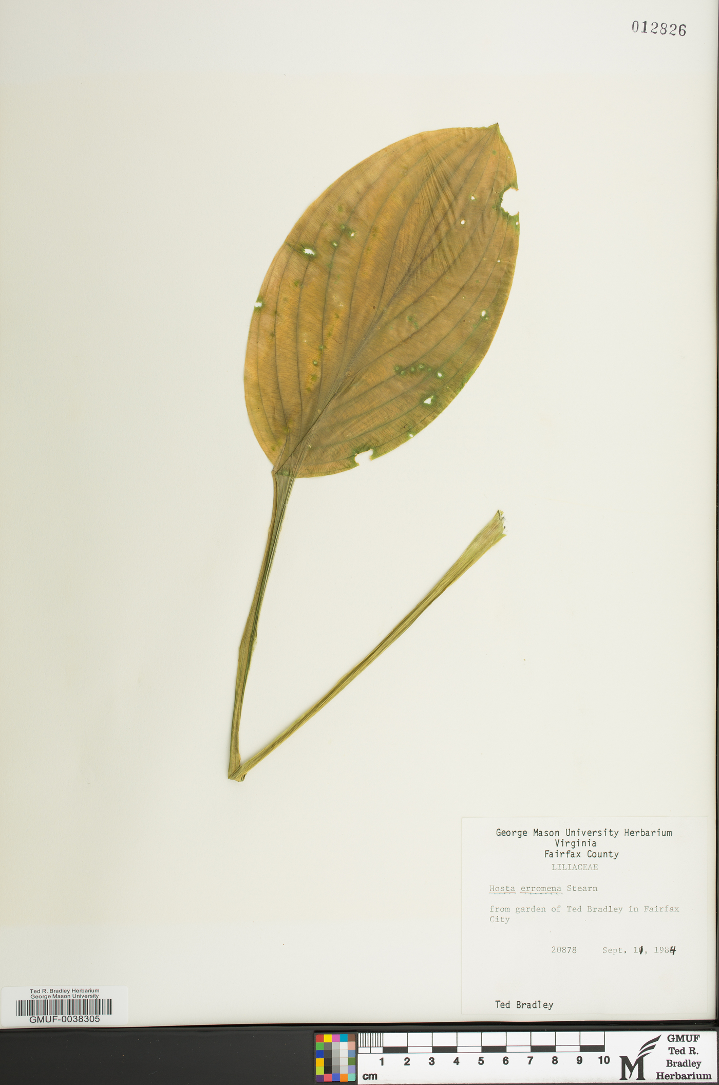 Hosta erromena image