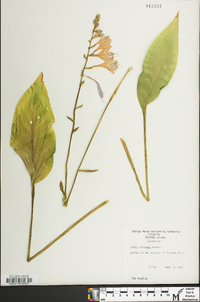 Hosta erromena image