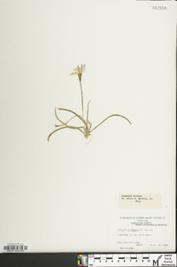 Tristagma uniflorum image