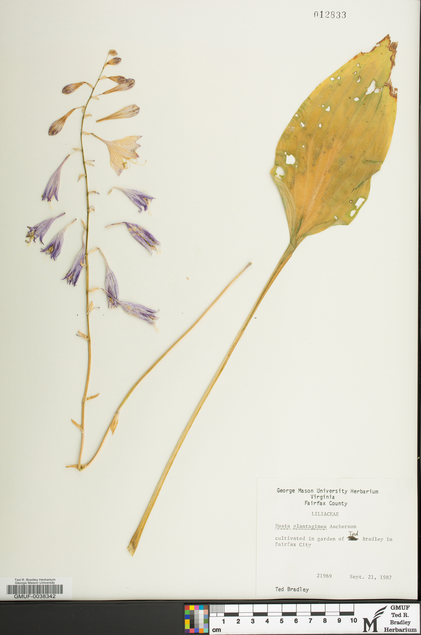 Hosta plantaginea image