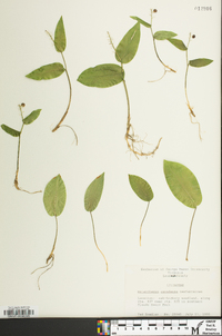 Maianthemum canadense image