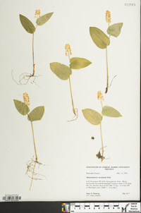 Maianthemum canadense image