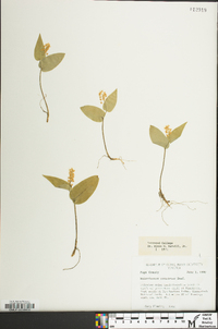 Maianthemum canadense image