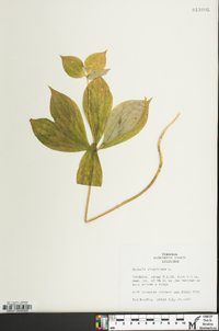 Medeola virginiana image