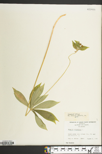 Medeola virginiana image