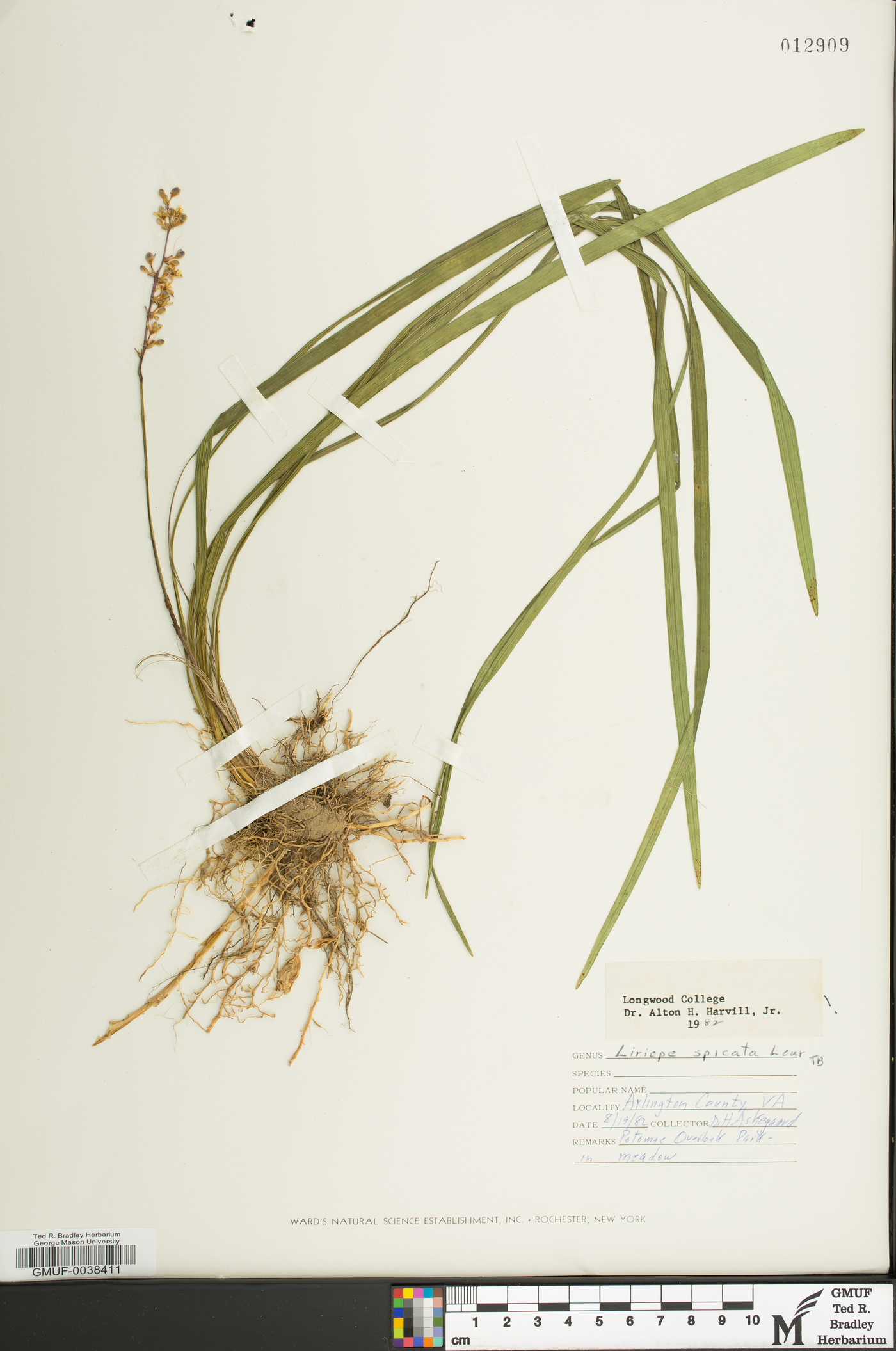 Liriope spicata image