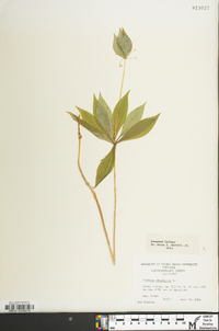 Medeola virginiana image