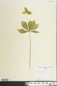 Medeola virginiana image