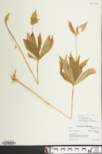 Medeola virginiana image