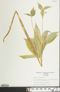 Medeola virginiana image