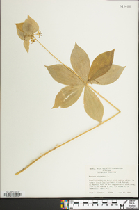 Medeola virginiana image