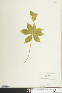 Medeola virginiana image