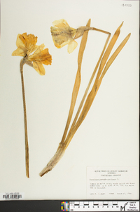 Narcissus pseudonarcissus image