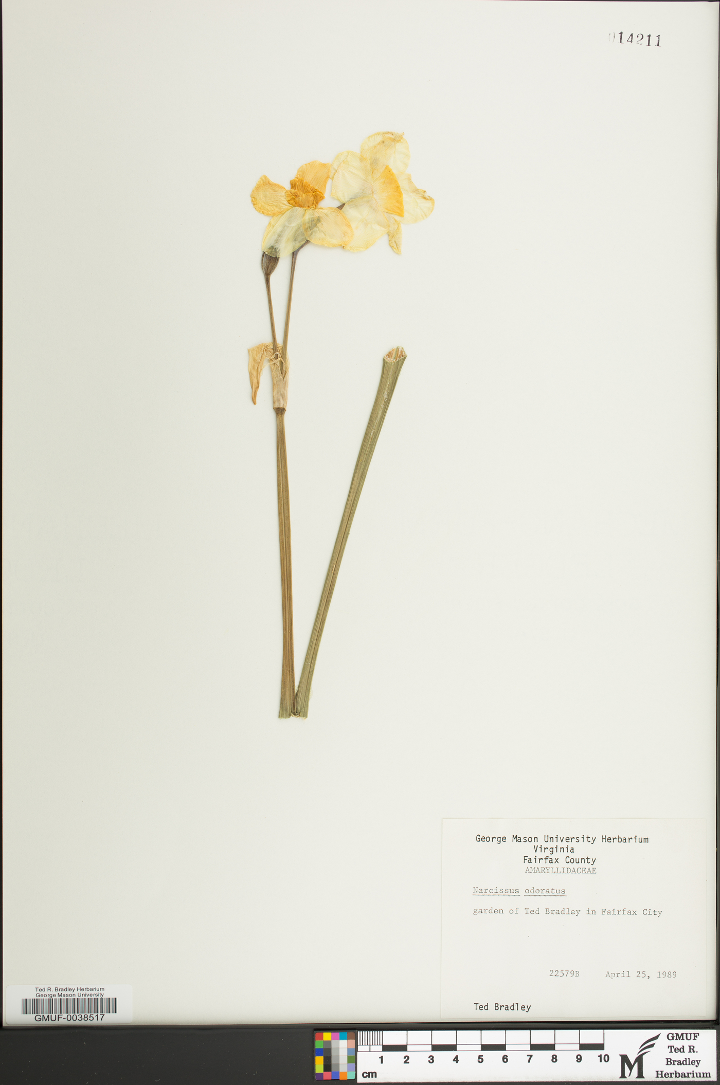 Narcissus odorus image