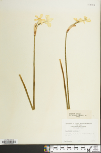 Narcissus poeticus image