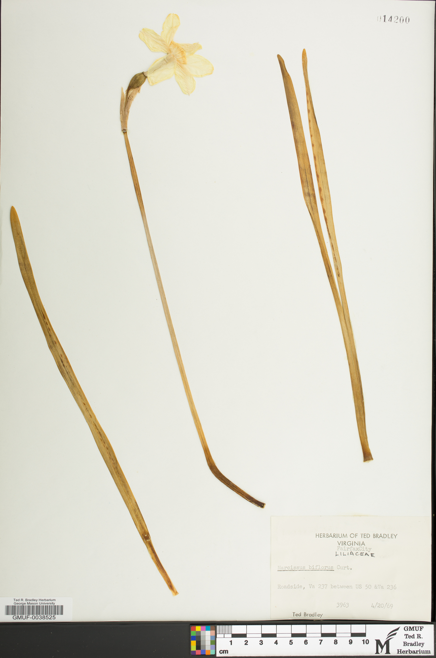 Narcissus biflorus image
